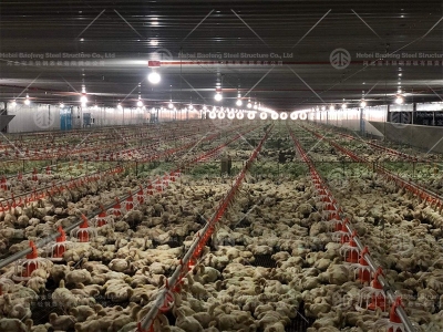 Chicken house design